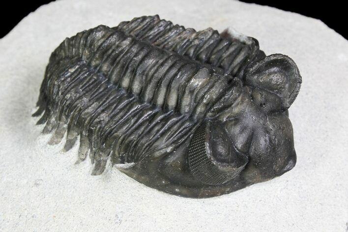 Coltraneia Trilobite Fossil - Huge Faceted Eyes #92939